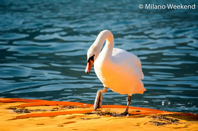 Floating Piers alba Milano Weekend-12