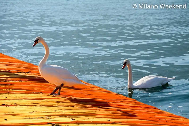 Floating Piers alba Milano Weekend-14