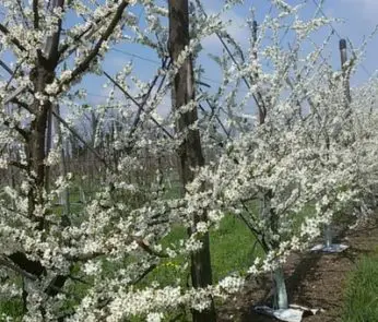 frutta in campo