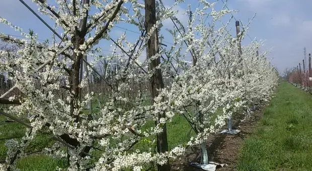 frutta in campo