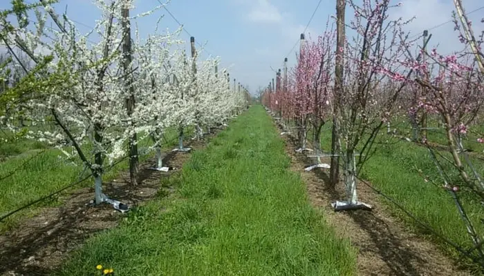 frutta in campo