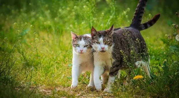 i gatti più belli del mondo