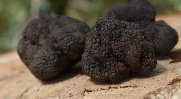 fiera del tartufo