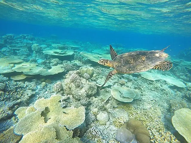 maldive-tartaruga-coralli-min